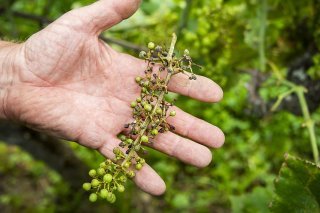 Les conditions météorologiques de ces dernières semaines ont favorisé le développement du mildiou, un champignon qui s'en prend aux feuilles et aux grappes dans les vignes. Ici dans un vignoble à Auvernier (NE).